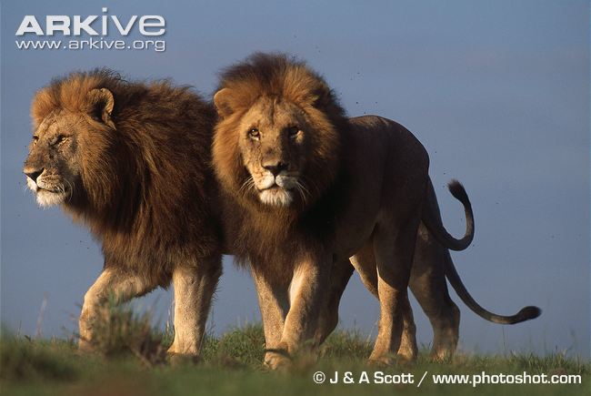 Male African lions with manes
