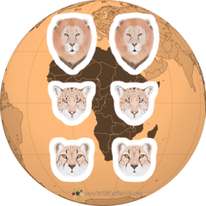 African Big Cat Stickers