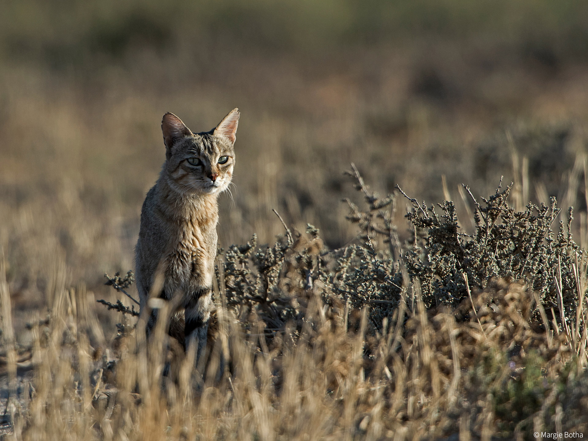 Copyright Margie Botha African Wildcat Kgalagadi Transfrontier Park, South Africa