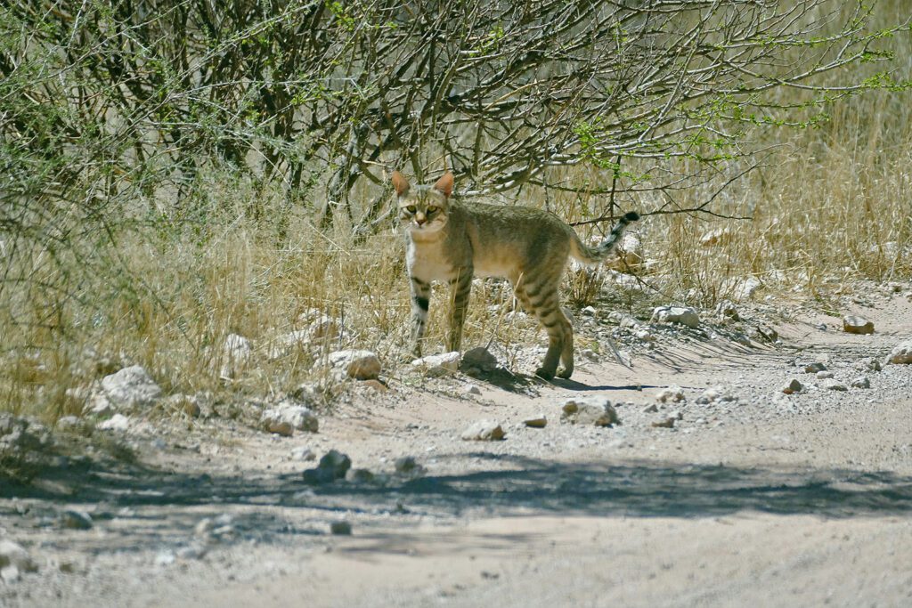 Image by Bernard Dupont Flickr African Wildcat Kruger National Park, South Africa