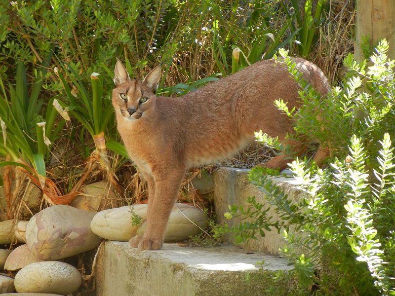 Image courtesy of Anya Adendorff/Urban Caracal Project. Urban Caracal Study Cape Town South Africa
