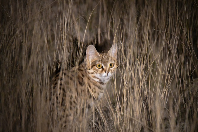 © Andreas Jonsson Black-footed Cat in the wild, southern Africa