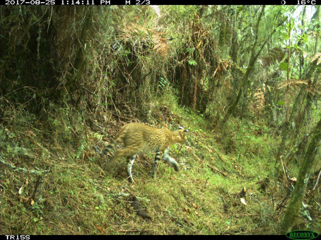 Image courtesy of WCS Rwanda. Serval Cat caught on a trail camera, Rwanda