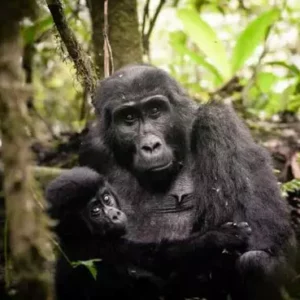 Gorillas Uganda Tour