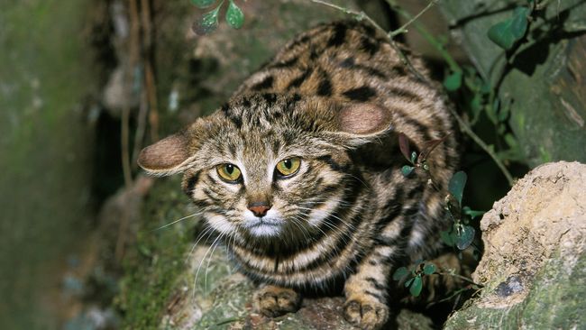 slowmotiongli via Getty Images Black-footed Cat showing its typical flattened ears pose