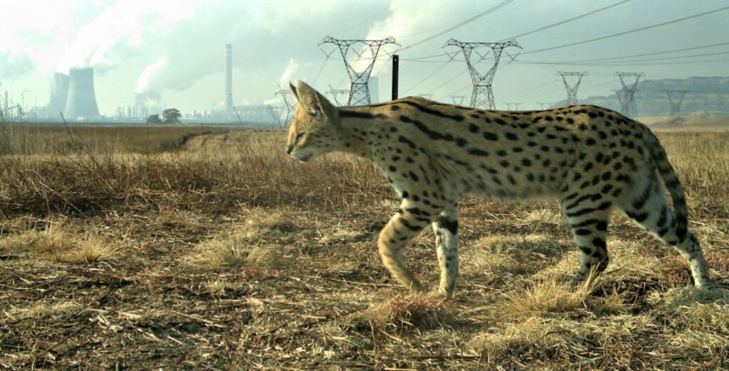 Image Daan Loock Follow the prey: How servals adapt to an industrialized landscape, South Africa