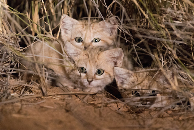 Image © Gregory Breton / Panthera Sand Cat Kittens in the wild - Western Sahara