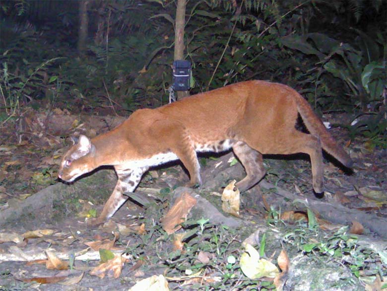 Image © David Mills / Panthera African Golden Cat Uganda