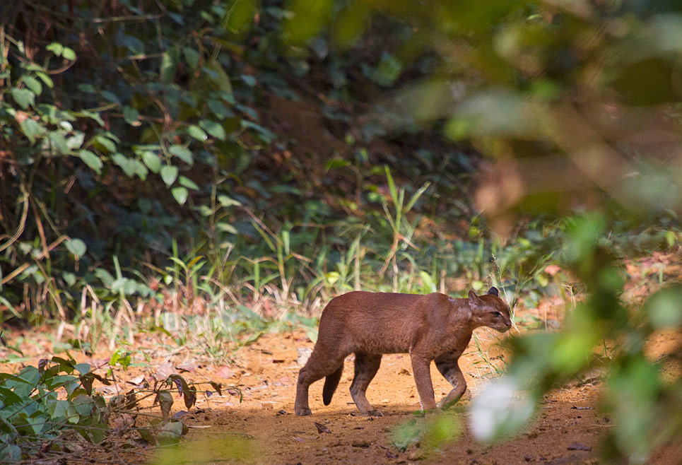 Image ©Laila Bahaa-el-din African Golden Cat Gabon