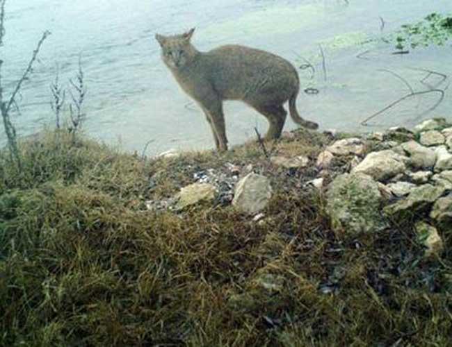 Jungle Cat (Felis chaus) Jungle Cat Turkey