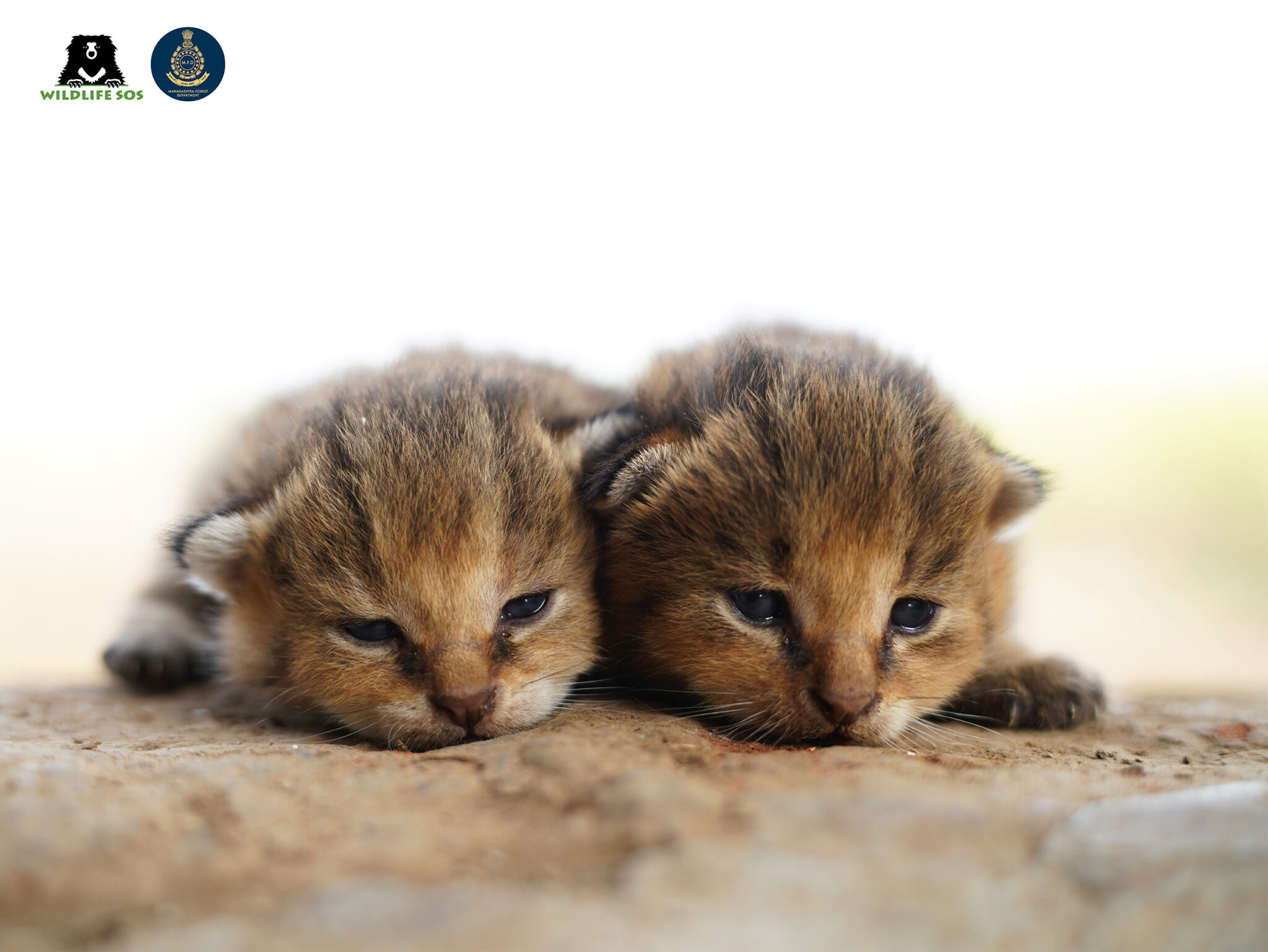 © WildlifeSOS Jungle cat kittens