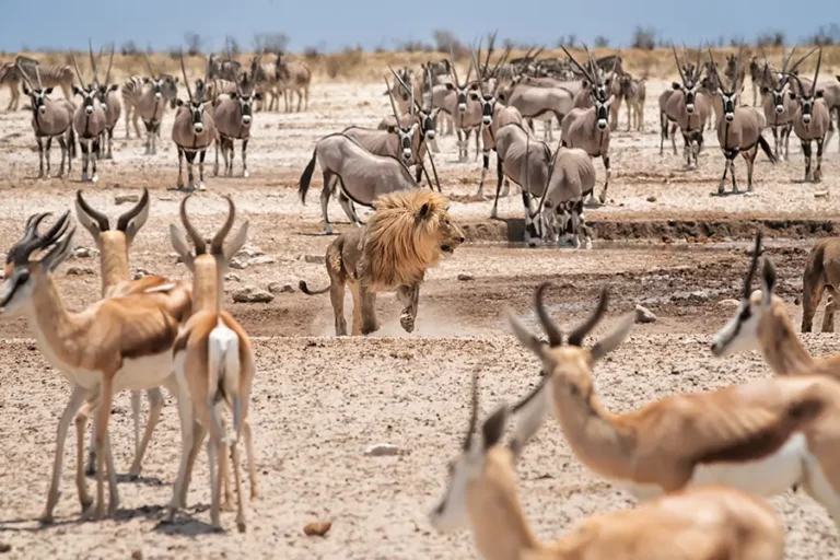 The Seven Wild Cats of Namibia – from Desert Lions to the Secretive Black-footed Cat