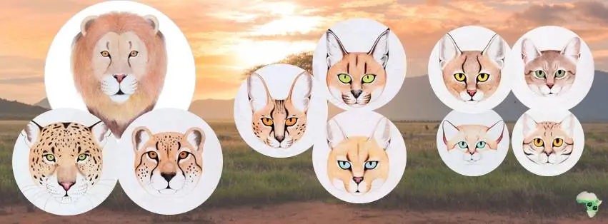 Image Copyright Wild Cats of Africa Ten wild cats of Africa - three big cats and seven small cats.