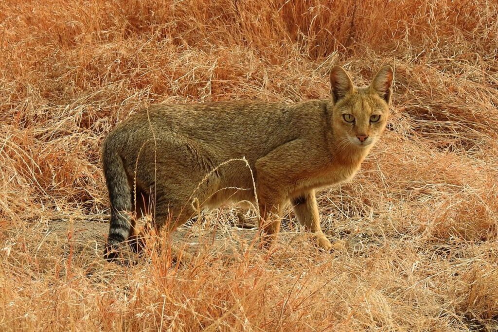 Photo by Yatin Verma/Mongabay. Jungle Cat India
