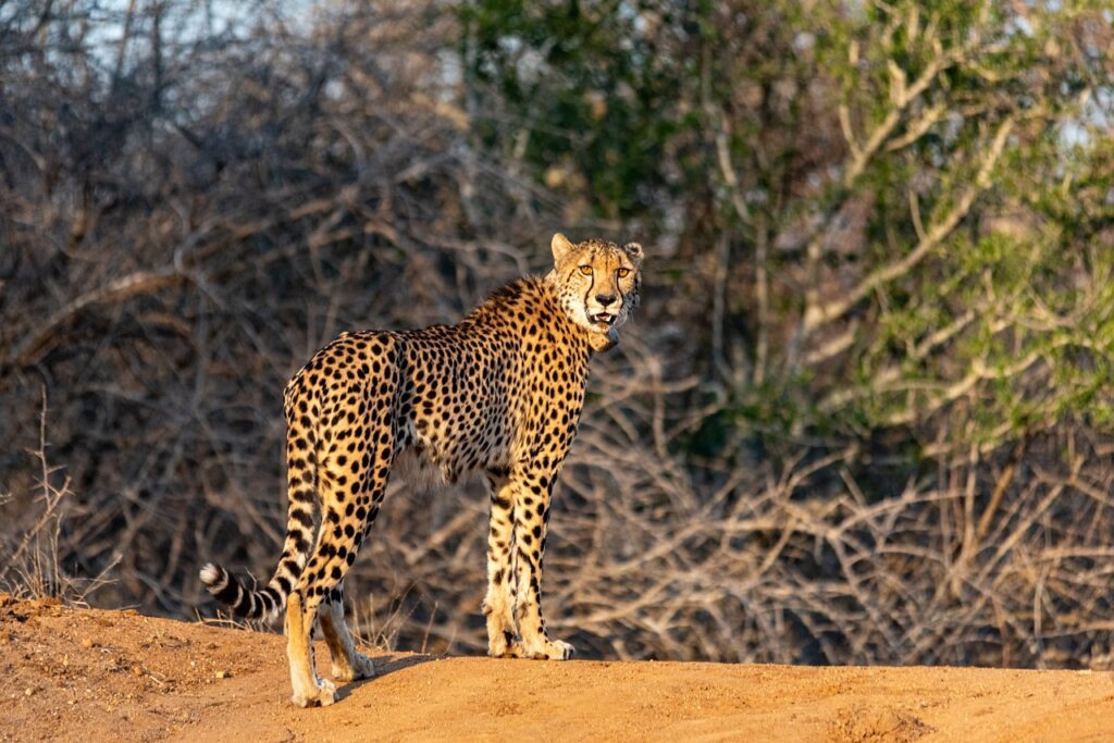 Image by StewarDesign on Pixabay African Cheetah in the Wild