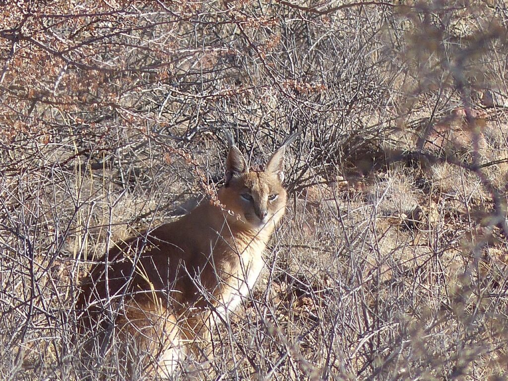 Image by PixaBairis on Pixabay African Caracal in the Wild
