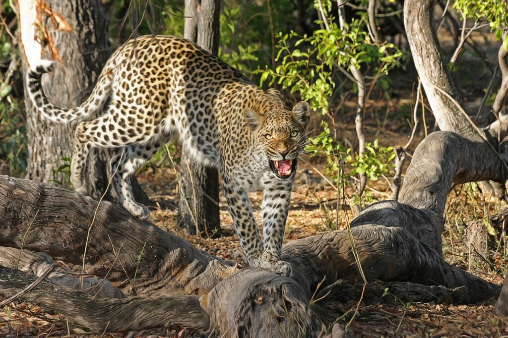 Image by DesignerPoint on Pixabay African Leopard in the Wild