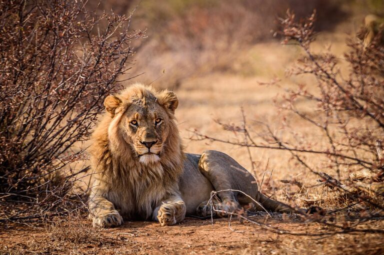 African Lion in the Wild