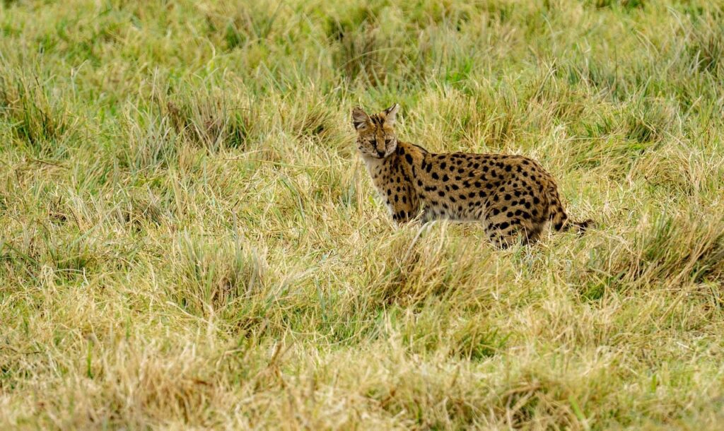 By Jurgen Bierlein on Pixabay African Serval Wild Cat in Grassland