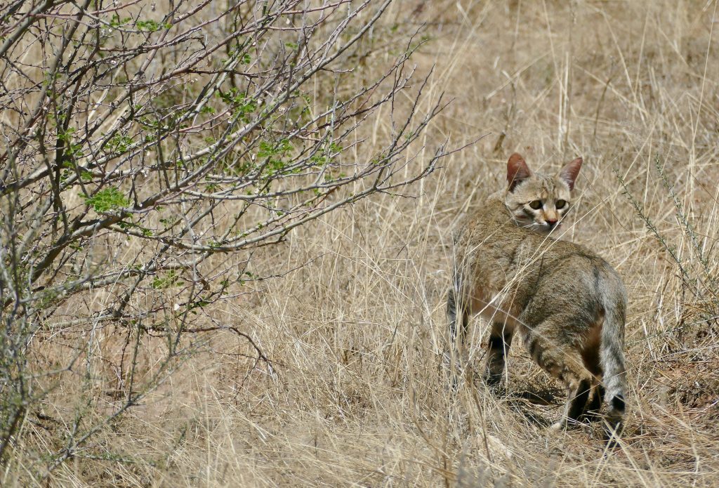 West Africa’s forgotten felines endangered by conflict and research gaps