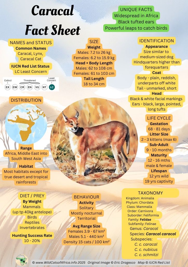 Copyright Wild Cats of Africa Caracal Fact Sheet v2