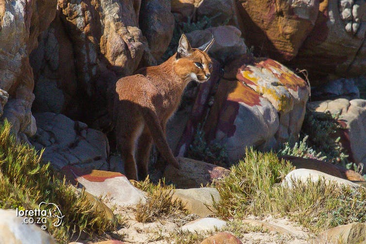 © Loretta Purvis/via Urban Caracal Project Cat videos and wild caracals: how the internet’s viral trends can help conservation