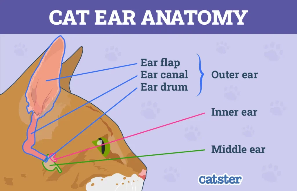 Image Copyright Catster Cat Ear Anatomy