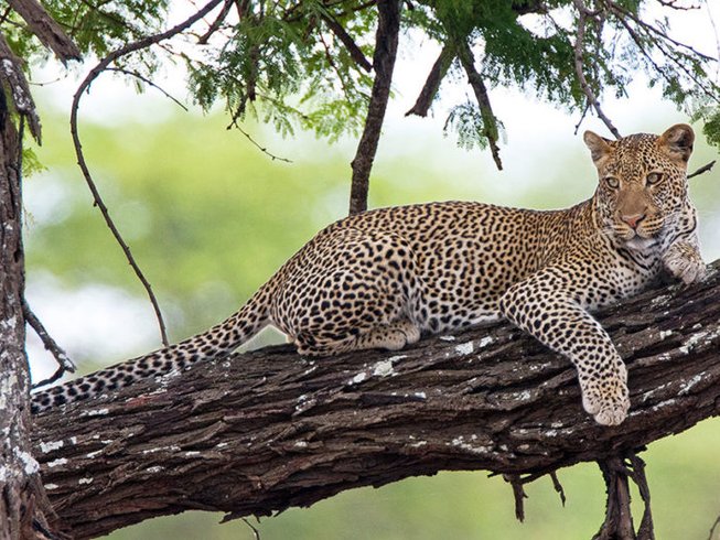 Budget Safaris Tanzania