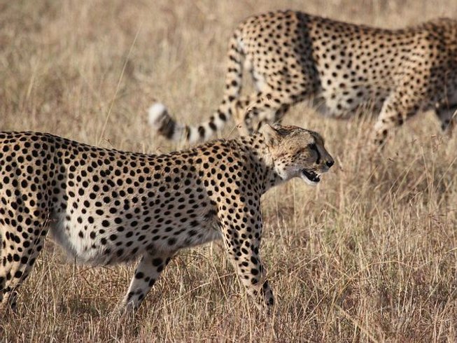 Budget Safaris South Africa