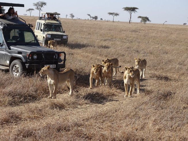 Kenya Safaris