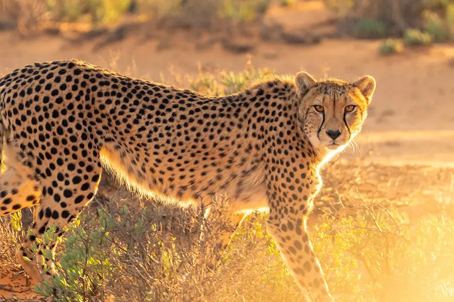 Image © Go2Africa Southern and Eastern African Cheetah Namibia