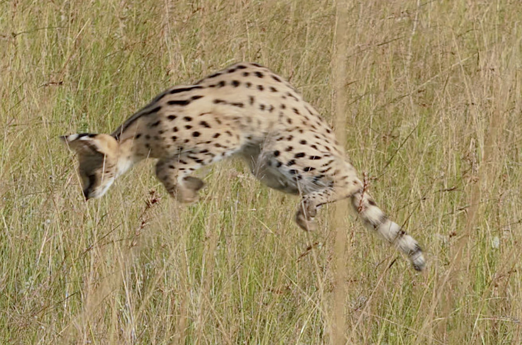 Southern Serval (Leptailurus serval serval)