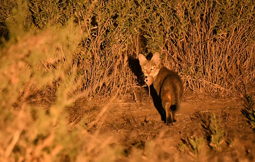 Image © Royle Safaris CC BY-NC Southern African Wildcat (Felis lybica cafra)