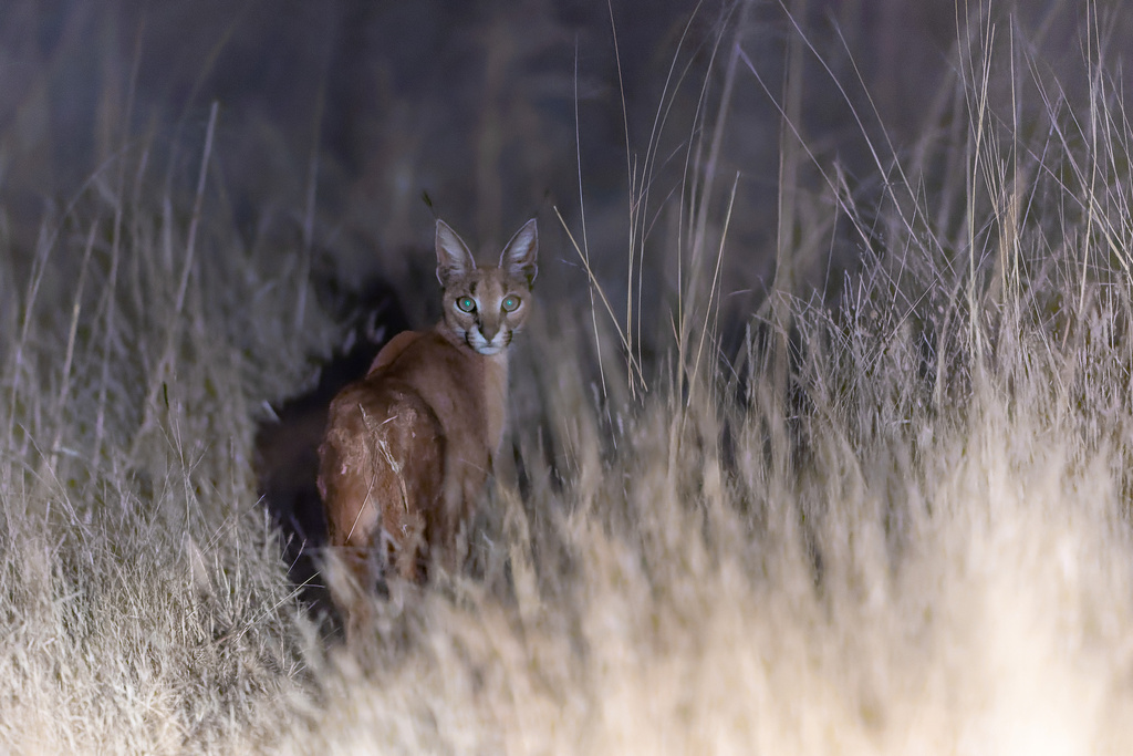 Image © djoldham CC BY-NC Southern and Eastern African Caracal (Caracal caracal caracal)