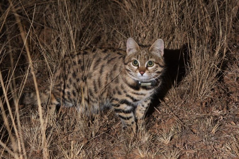 Studying Black-footed Cats