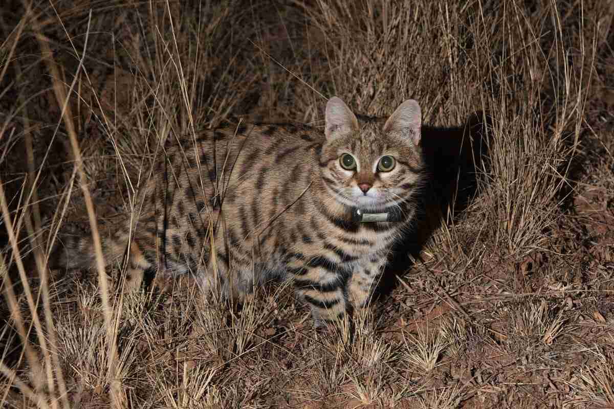 Studying Black-footed Cats