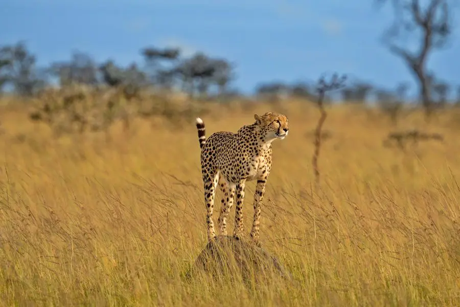 Image Go2Africa Southern and Eastern African Cheetah (Acinonyx jubatus jubatus) Kenya