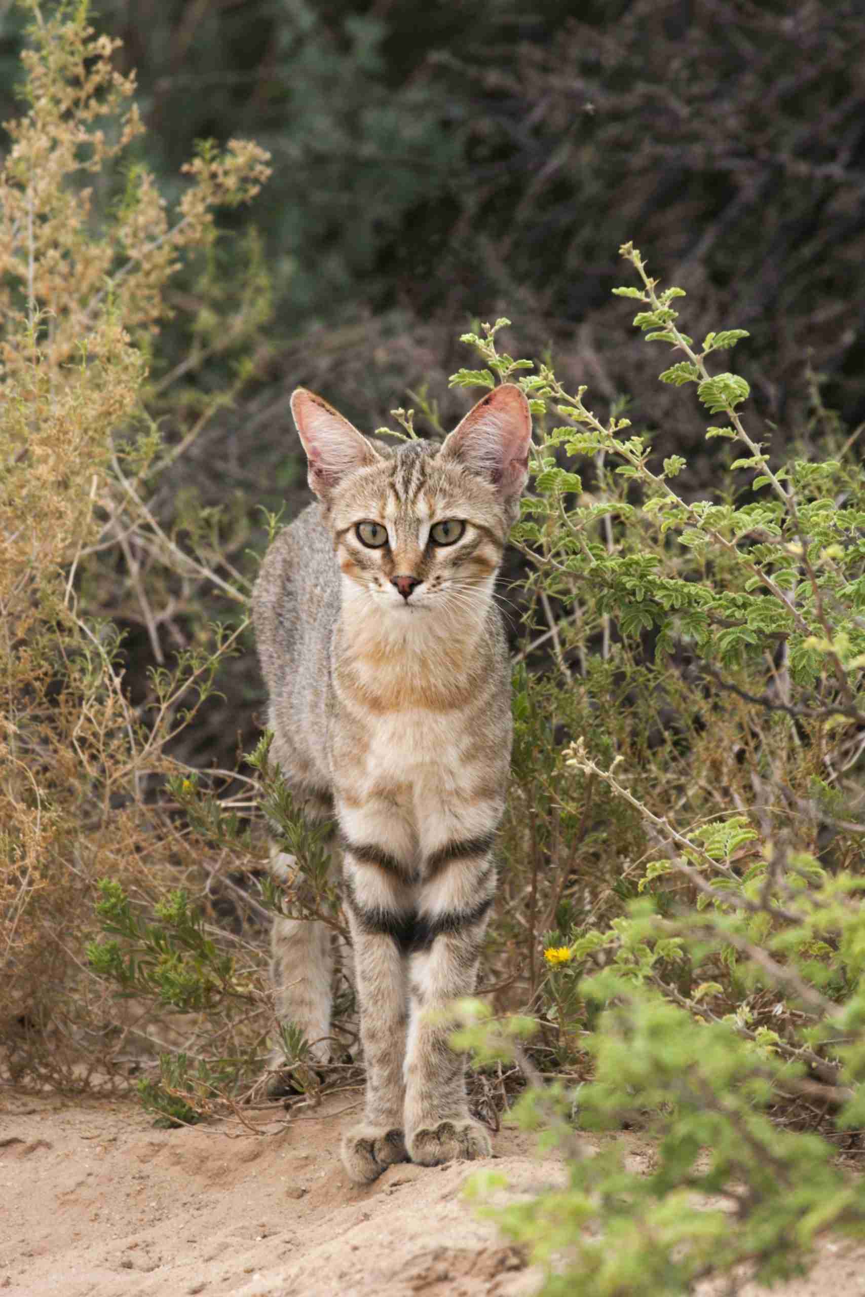 North African Wildcat (Felis lybica lybica)