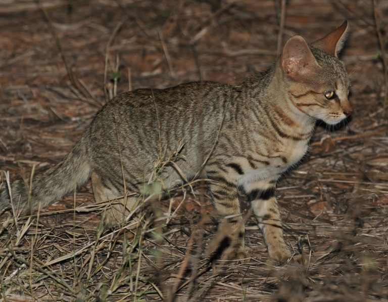 North African Wildcat (Felis lybica lybica) Tsavo East NP, Kenya