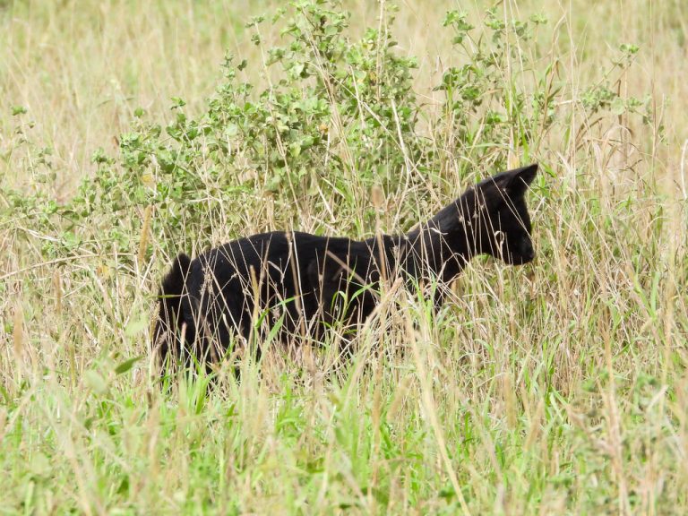 Melanistic Eastern Serval (Leptailurus serval lipostictus) Kenya