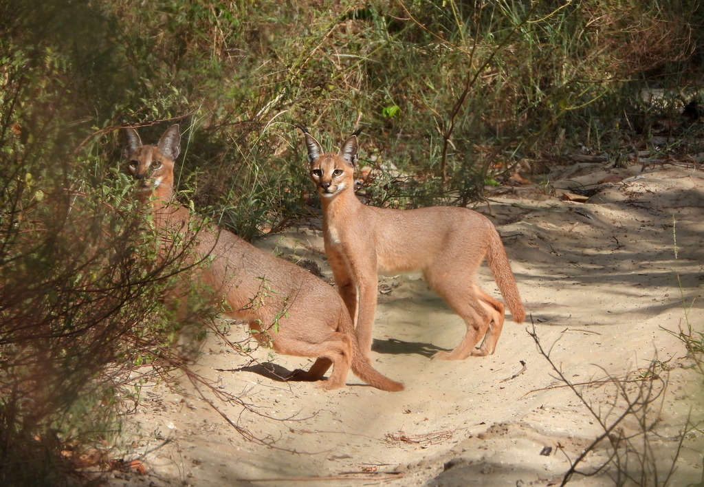 Image © Helena Trzeciak CC BY-NC Adult and Juvenile sighting Southern and Eastern Caracal (C.c. caracal) Arabuko Sokoke NP, Kenya