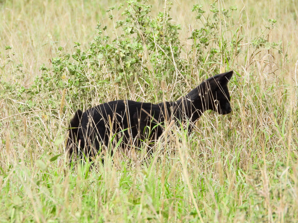 Melanistic Eastern Serval (Leptailurus serval lipostictus) Kenya
