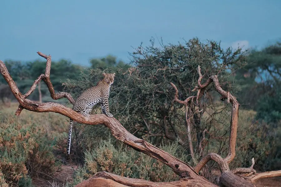 Image Go2Africa African Leopard (Panthera pardus pardus) Samburu Kenya