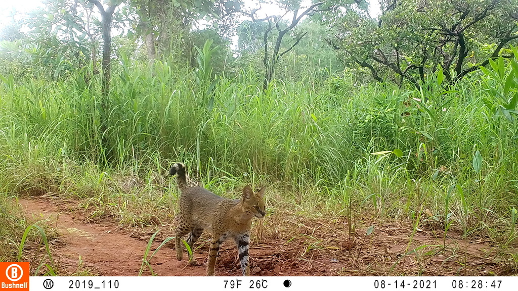 Image © thierry_aebischer_chinko Servaline morph of Serval - sighting in Central African Republic