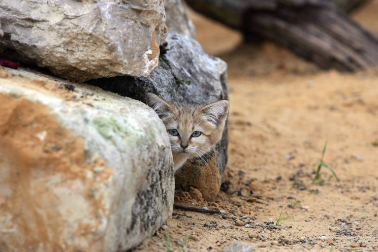 Arabian Sand Cat – Presence Confirmed in a Previously Undetected Region